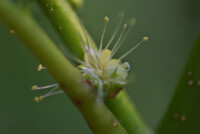 多分丹波栗の雌花