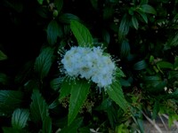 白花アゲラタム