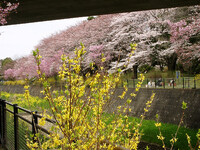 ■サクラ撮りある記-09 昭和記念公園⑧