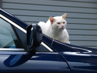 【猫】高級外車が好き