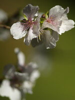 冬桜 OM ZUIKO 90mmF2.0