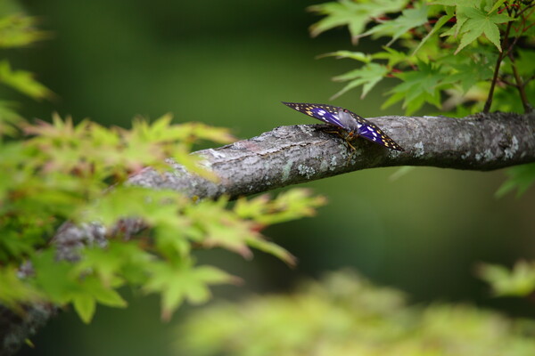 木陰に紫翁