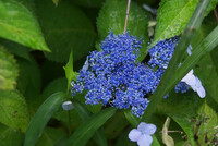 甘茶が開花