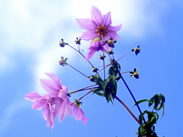 【彩】空と花