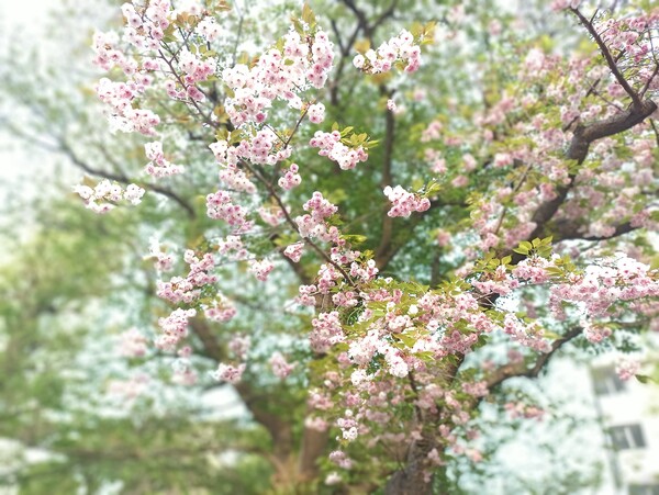 名残の八重桜