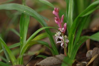 吉祥草の咲く森