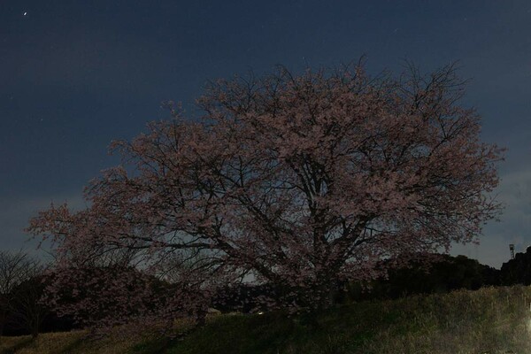「春」月夜の桜