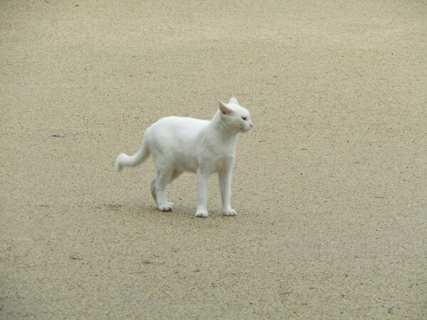 [色]　真っ白無垢な猫ちゃんです