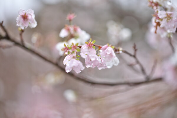 雫の四季桜