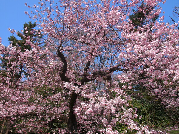 春のピンク咲き