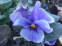 川崎城跡公園の花壇の青紫色のパンジーの花