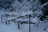 キウイ畑の積雪