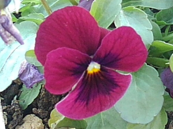 格好良い赤紫のパンジーの花（川崎城跡公園より）