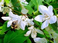 ヒメウツギとミツバチ