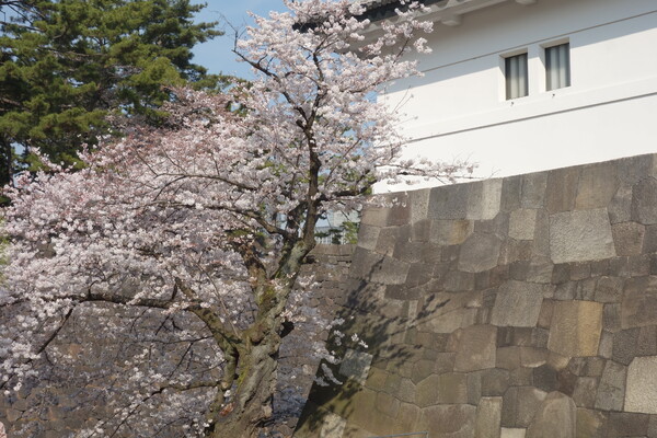 皇居周辺で見た桜