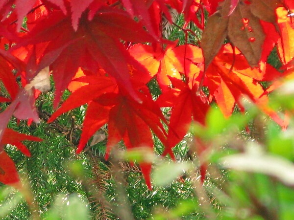 【紅】色の楓