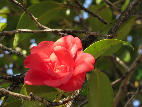 ツバキの花