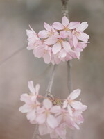 【淡彩】しだれ桜