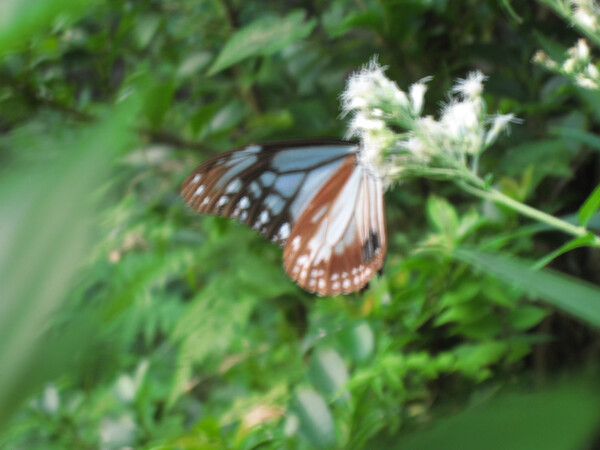 【トキメキの色】初撮りの蝶