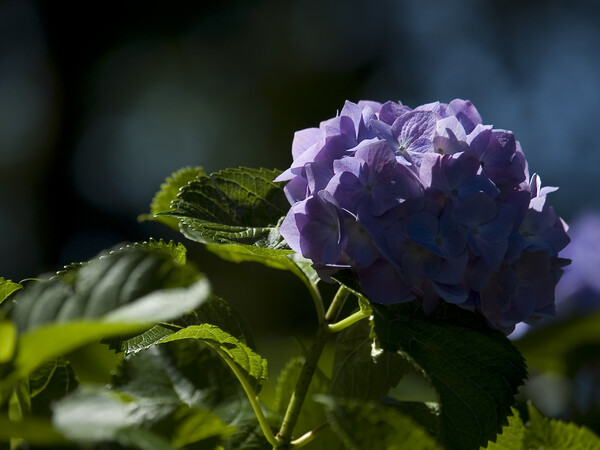 アンダーな紫陽花