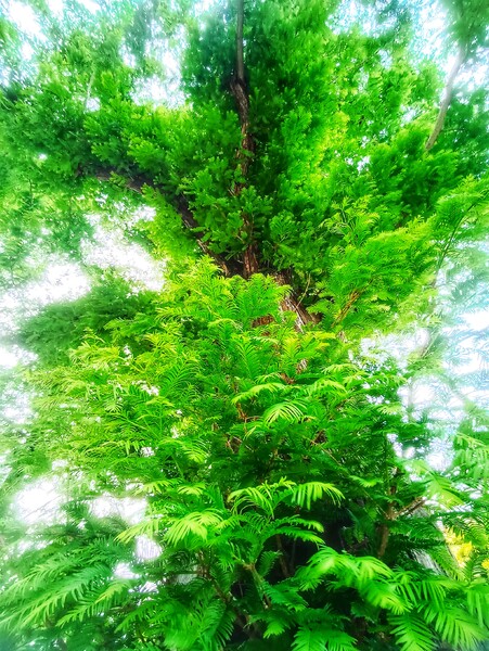 芽吹き