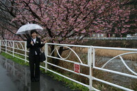 【写楽】雨中河津さくら