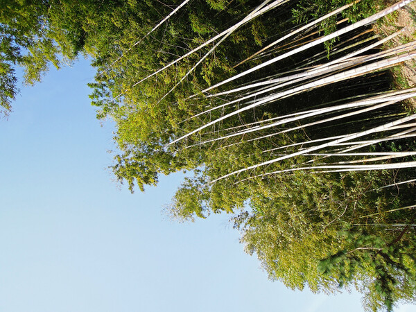 【長】い竹をカメラごと見上げました。