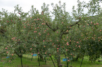 リンゴ園