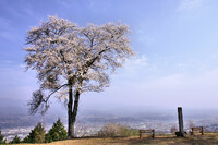 【おだやかに・・・春】 主桜