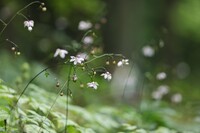 妖精の棲む森