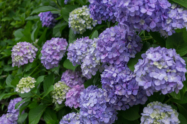 優しい紫陽花