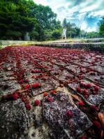 山桃落花