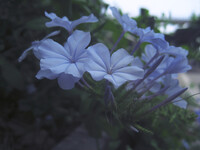 涼やかな青い花