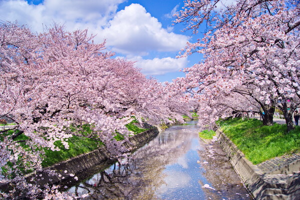 【心】Cherry blossom season 弐