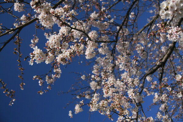桜と青空（その２）