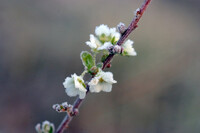 霜の花