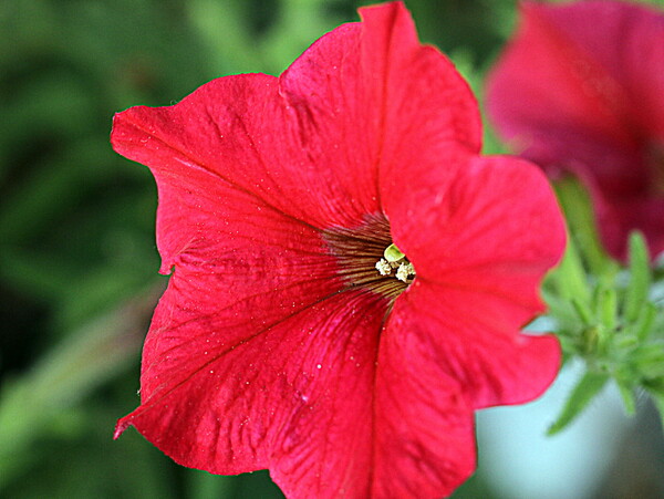 家の周りの赤い花　２　サフィニア