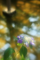 藤棚下の紫陽花
