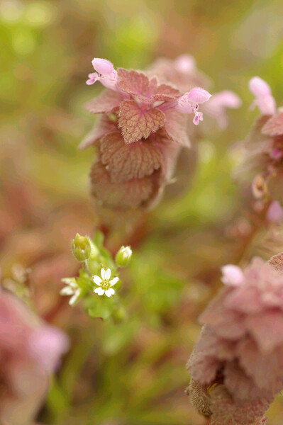 姫踊子草と小さな花