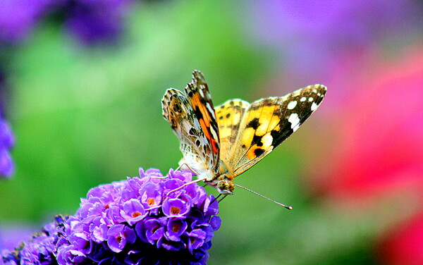 花と蝶　２　ヒメアカタテハ　