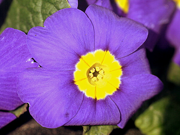 【好きなもの】紫色の花　C