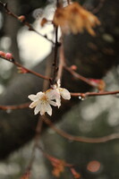 １２月２２日の桜