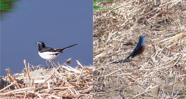 みなみの野鳥