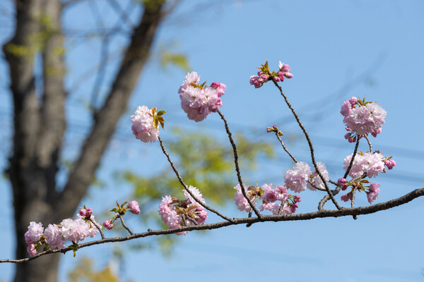 八重桜が咲き始めました