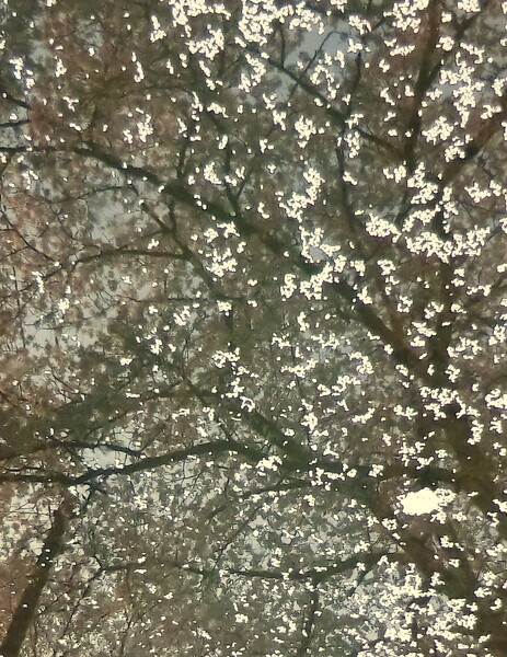 川面に映る桜