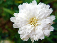 テスト４　白い花
