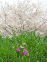 【緑】桜と野の花