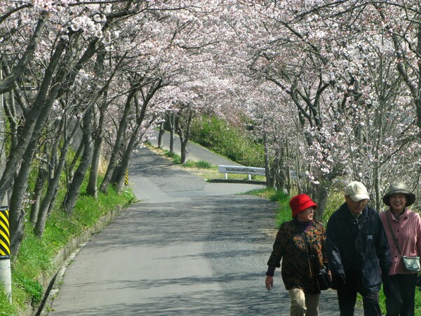 【おだやかに・・・春】桜トンネル