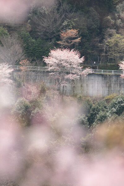 八田原ダムの桜