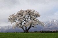 寒風に立つ